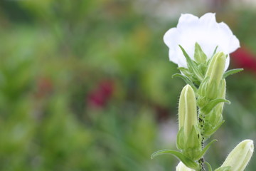 Glockenblumen (Campanula) Blüten