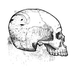 skull vector