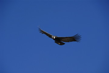 Condor flying over Colca canyon, near Arequipa