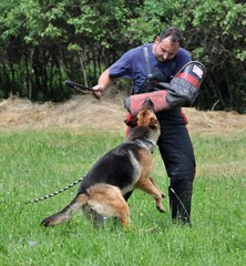 entrainement de chien policien