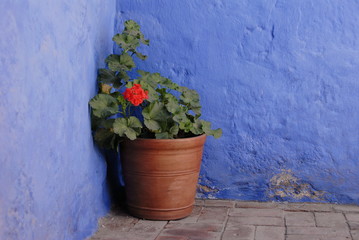 Flower pot, Monasterio de Santa Catalina, Arequipa,Peru