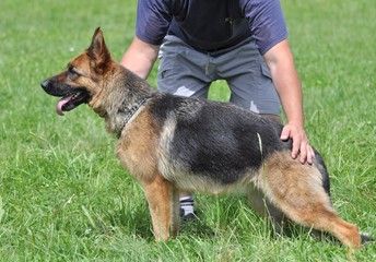 berger allemand