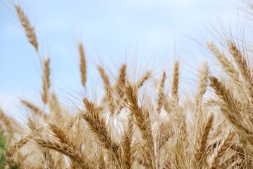 Fototapeta premium grano