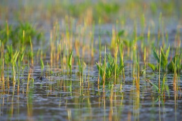 Swamp