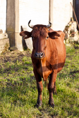 Fototapeta premium brown cow