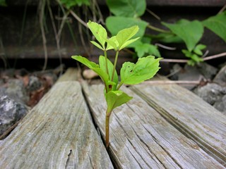 Pflanze in Eisenbahnschwelle