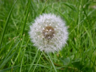 Pusteblume - Löwenzahn