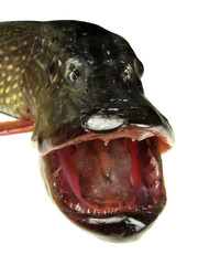 pike