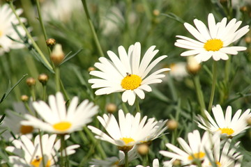 Fototapeta premium Fresh Daisies in the spring