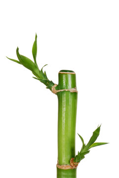 isolated young bamboo