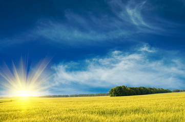 Splendid green field and the blue sky with sun.