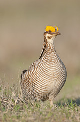 Lesser Prairie Chicken 30