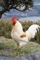 Mountain Rooster