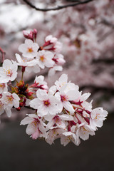 Sakura - Cherry Blossom