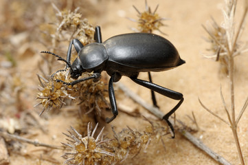 Darkling beetle on the sand