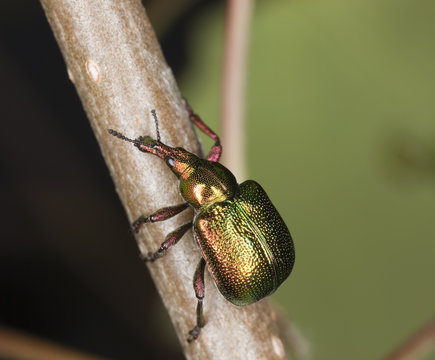 Weevil (Byctiscus betulae)