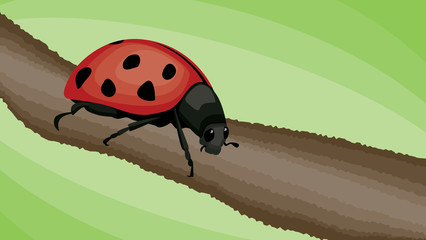 Ladybug Vector