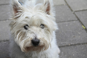 Westhighland white terrier