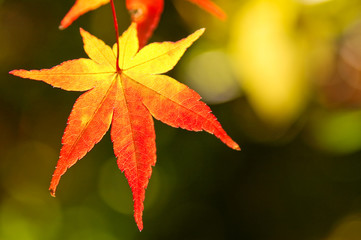 イロハモミジの紅葉