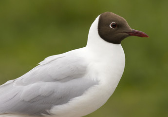 Black-headed Gull