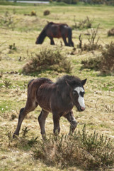 Exmoor Foal