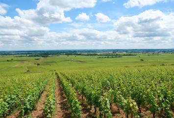 Fototapeta na wymiar Vineyards of Burgundy