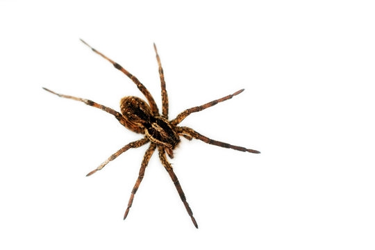 House spider - isolated