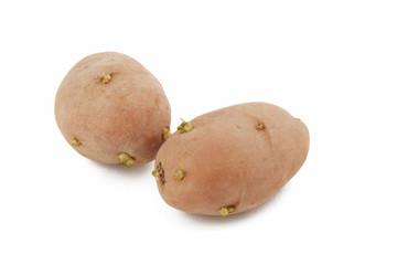 Two raw potato isolated on white background