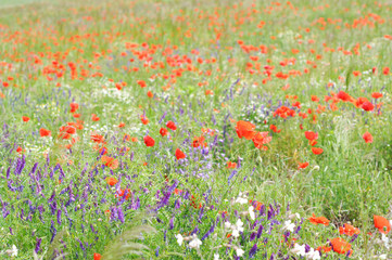 Fototapeta premium Wiese im Sommer
