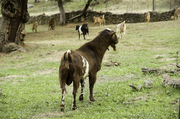 macho cabrio © Juan Calero
