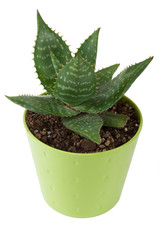 Aloe Saponaria