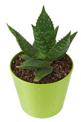Aloe Saponaria