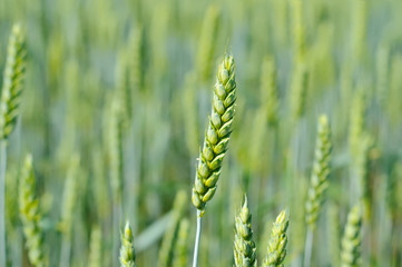 Wheat field