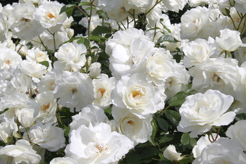 Obraz na płótnie Canvas Białe róże