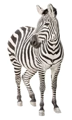 Gardinen Zebra schwangere Vorderansicht mit Ausschnitt © Valerii Kaliuzhnyi