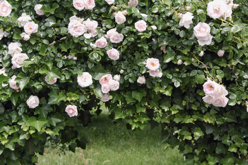 Archway of roses and ivy