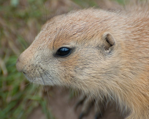 baby prairie dog close up