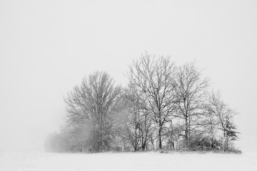 Trees in a snow storm