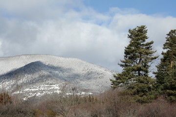 Pin sylvestre (Pinus sylvestris),Pyrénées audoises