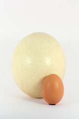 Chicken and ostrich eggs