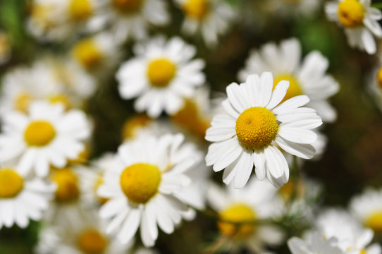 Sommer