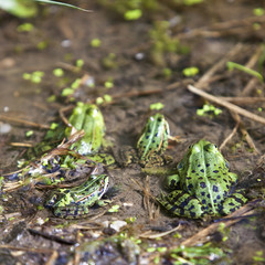 Grüne Frösche im Wasser