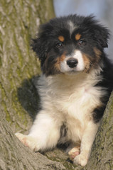 AUSTRALIAN SHEPHERD
