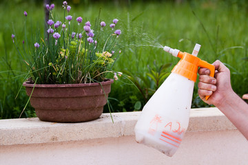 Traitement fleurs - treatment flowers