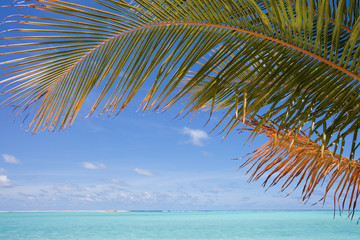 Naklejka premium Am Strand unter Palmen - At the beach under palms