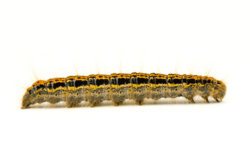 colorful hairy caterpillar isolated on white background