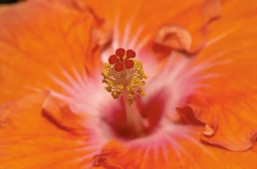 Muurstickers Rode hibiscus © kenken840