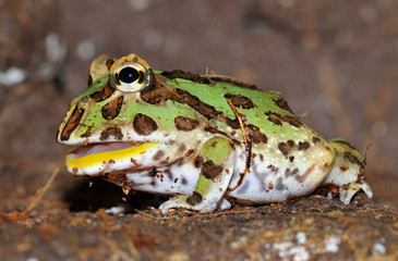 Ornate pac man frog/horned frog © Taboga
