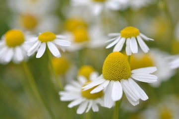 Fototapeta premium Sommer, Kamille