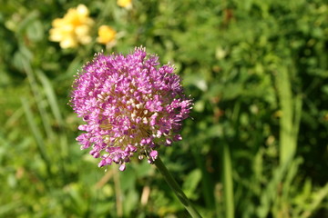 flower of onion